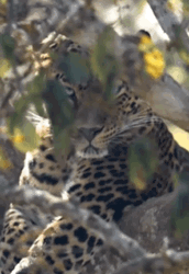 Always Watching Leopard GIF