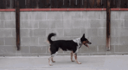 Amazing Dog Back Flip GIF