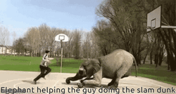 Amazing Elephant Assisted Slam Dunk GIF