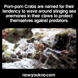 Amazing Facts About Crabs GIF