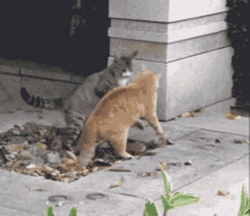 Amazing Funny Cat Fight GIF
