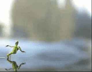 Amazing Lizard Walking On Water GIF