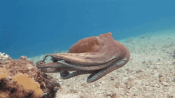 Amazing Octopus Camouflages On The Rock  GIF