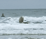 Amazing Sheep Surfing Wave GIF