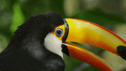 Amazing Toucan In Nature