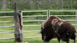 American Bison Bull Attacking A Wood GIF