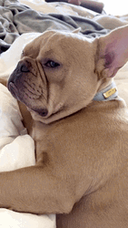 American Bulldog Bombastic Side Eye Meme GIF
