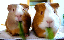 American Guinea Pigs Eating Grass GIF