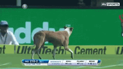 American Staghound Crickets Meme GIF