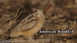American Woodpecker Ech Bird GIF