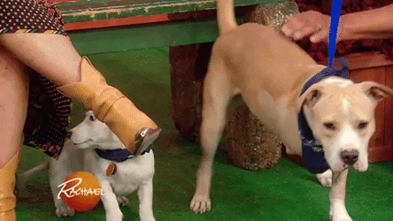 Amputated Big Dog Gets Rub GIF