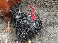 Amrock Rooster Shaking Head GIF