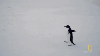 An Ad For National Geographic Shows A Penguin Walking On The Snow GIF