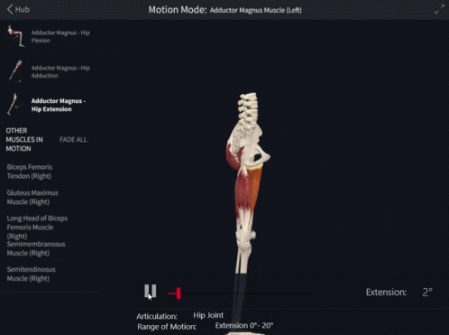 An Adductor Magnus Muscle Is Displayed On A Screen GIF