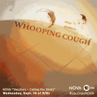 An Advertisement For Nova Vaccines Called Whooping Cough On Wednesday Sept 10 At 9 / 8C GIF