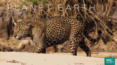 An Advertisement For Planet Earth Ii Shows A Jaguar Walking On The Beach GIF