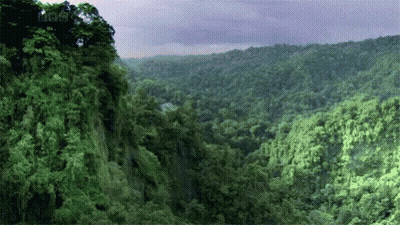 An Aerial View Of A Lush Green Forest With The Bbc Logo In The Background GIF