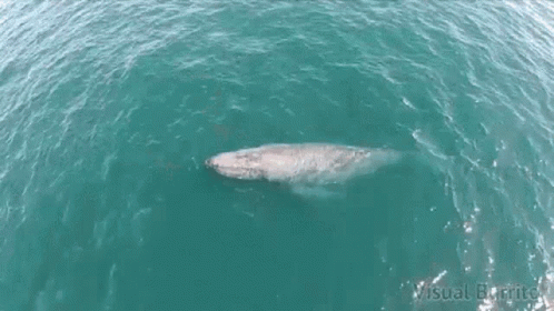 An Aerial View Of Two Whales In The Ocean With Visual Burrito Written On The Bottom Right GIF