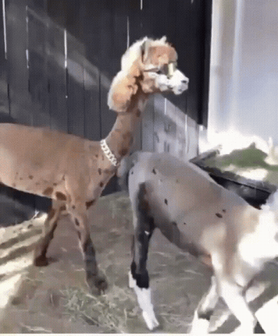 An Alpaca And A Dalmatian Are Standing Next To Each Other . GIF