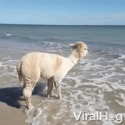 an alpaca is standing in the water on the beach