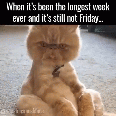 An Angry Cat Is Sitting On The Floor With The Caption When It 'S Been The Longest Week GIF