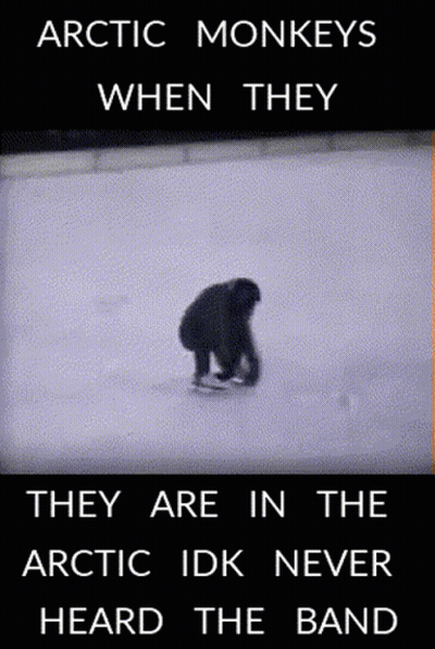 An Arctic Monkeys When They Are In The Arctic Idk Never Heard The Band GIF