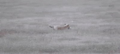 An Eagle Is Flying Over A Field With A Cat In Its Beak . GIF