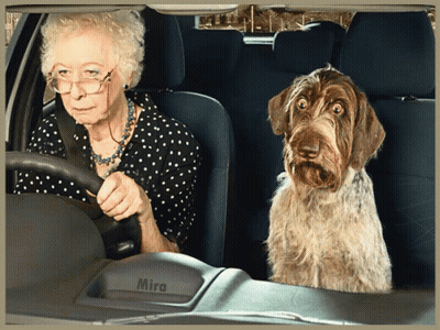 An Elderly Woman Is Driving A Car Next To A Dog GIF