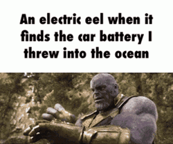 An Electric Eel When Finds Car GIF