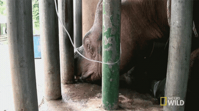 An Elephant Is In A Cage With A National Geographic Wild Logo Behind It GIF