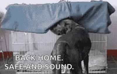 An Elephant Is Standing Under A Blue Tarp . GIF