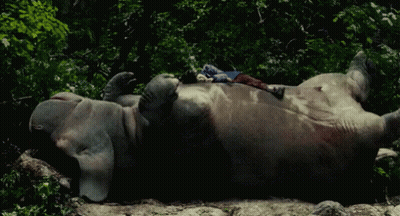 An Elephant Laying On Its Back In The Woods With A Blue Shirt On Its Back GIF