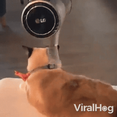 An Lg Vacuum Cleaner Is Being Used To Clean A Cat 'S Nose GIF
