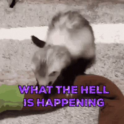 An Opossum Is Sitting On Top Of Another Opossum With The Words What The Hell Is Happening Written Above It . GIF