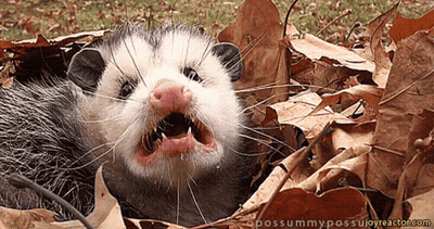 An Opossum Laying In A Pile Of Leaves With Its Mouth Wide Open GIF