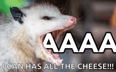 An Opossum With Its Mouth Open And The Words " I Can Has All The Cheese " GIF