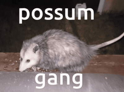 An Opossum With The Words Possum Gang Written On The Bottom GIF