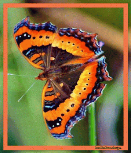 An Orange And Black Butterfly Is Sitting On A Green Plant With A Red Border GIF