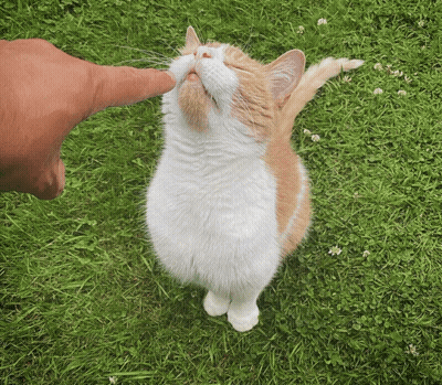An Orange And White Cat Is Being Petted By A Person 'S Finger GIF
