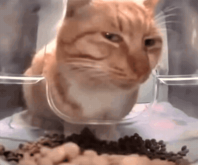 An Orange And White Cat Is Eating From A Clear Bowl . GIF
