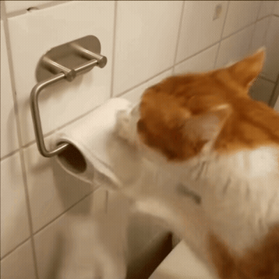 An Orange And White Cat Is Playing With A Roll Of Toilet Paper GIF