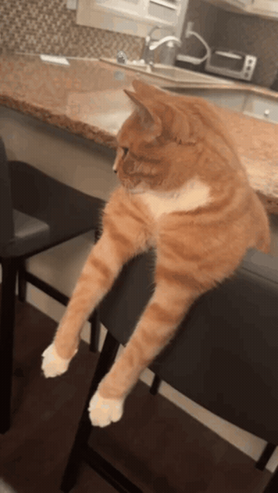 An Orange And White Cat Is Sitting On A Bar Stool In A Kitchen GIF