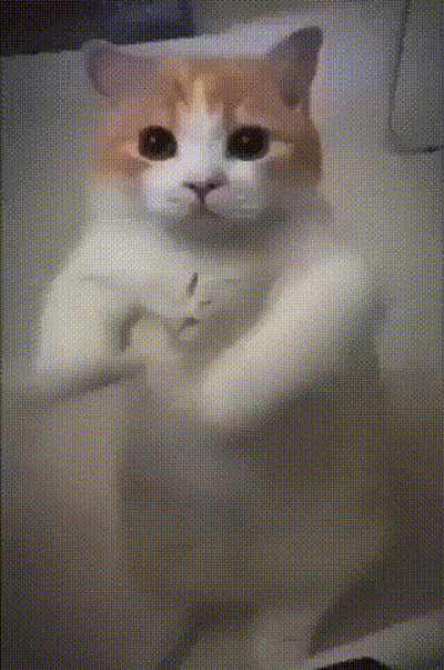 An Orange And White Cat Is Standing On Its Hind Legs In A Bathtub GIF