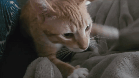 An Orange And White Cat Laying On A Blanket Looking At The Camera GIF