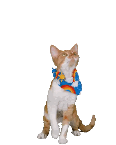 An Orange And White Cat Wearing A Blue Collar Is Standing On Its Hind Legs Sticker