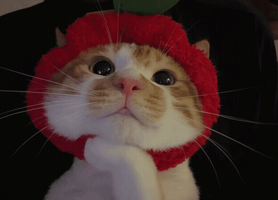 An Orange And White Cat Wearing A Red Hat Looks At The Camera GIF