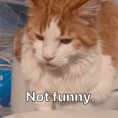 An Orange And White Cat With The Words Not Funny Written Below It GIF