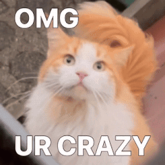 An Orange And White Cat With The Words Omg Ur Crazy Written Above It GIF