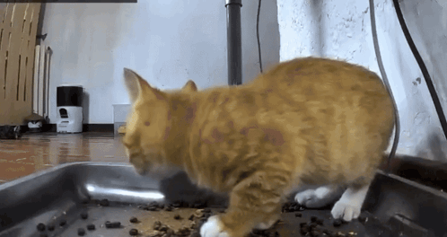 An Orange Cat Is Eating Food From A Tray On The Floor GIF