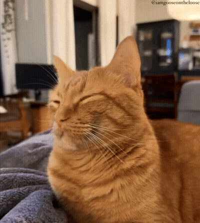 An Orange Cat Is Laying On A Couch With Its Eyes Closed And The Caption I Amgooseontheloose GIF